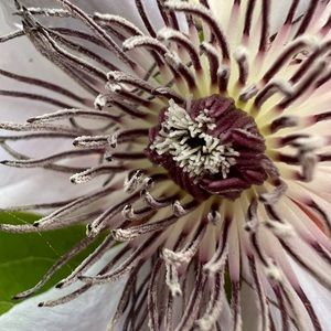 Meet your Posher, Carly